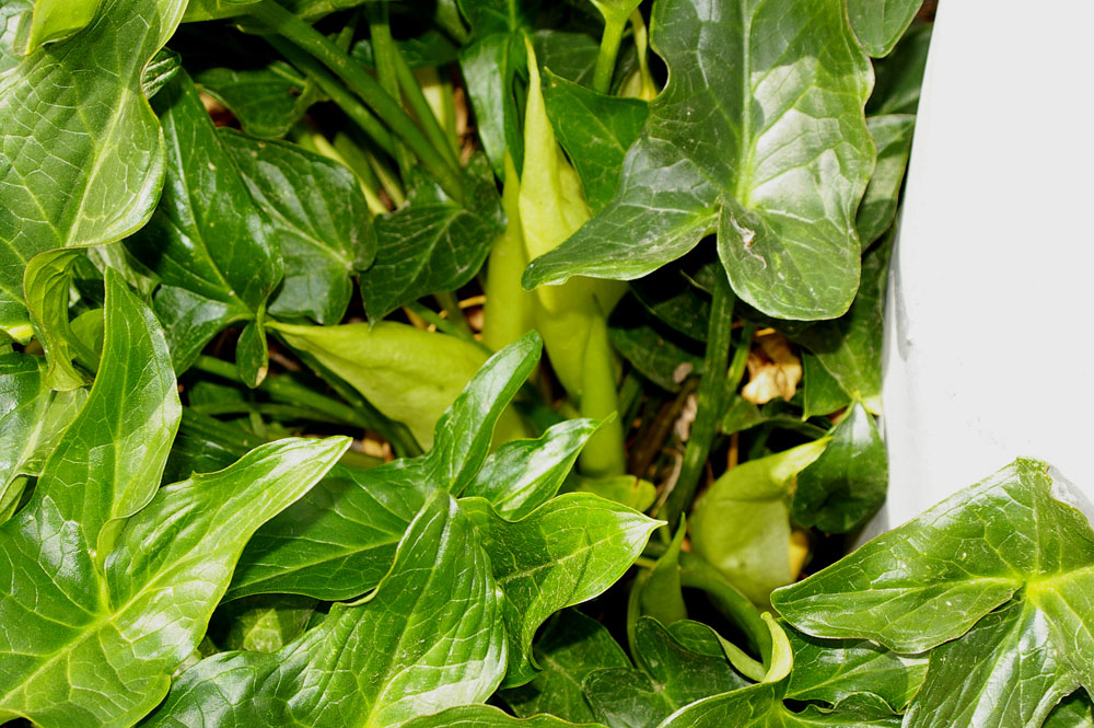 Arum italicum / Gigaro chiaro